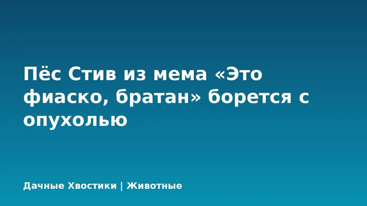 Пёс Стив из мема «Это фиаско, братан» борется с опухолью